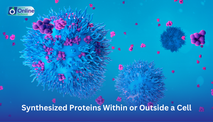 Lesson 17: Suggestion of Possible Uses of Synthesized Proteins Within or Outside a Cell